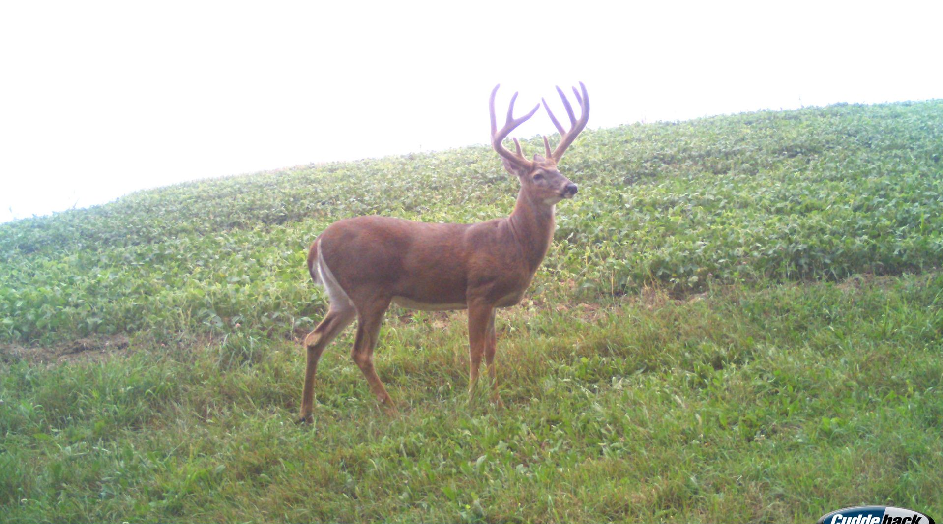 A large buck deer with antlers stands in a green field with a hill in the background.