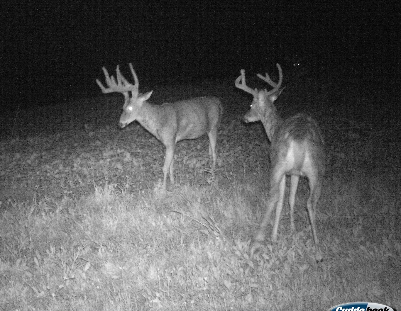 Two deer with large antlers standing in a field at night.