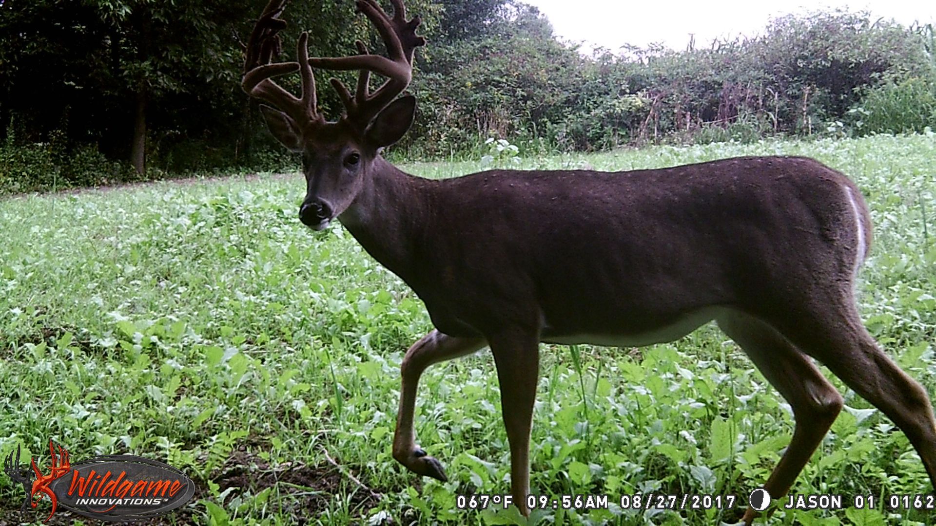 A large buck deer with impressive antlers walks through a field of green plants.