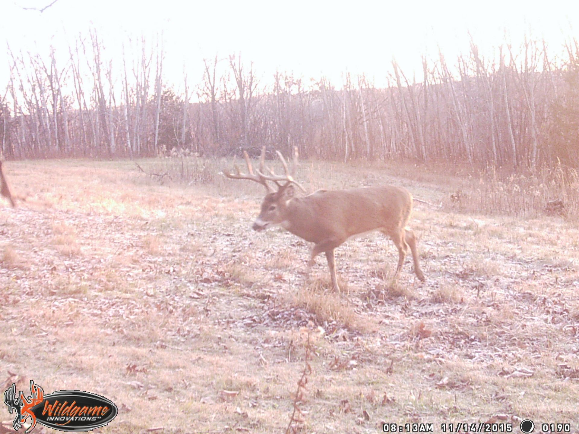 Buck deer with large antlers walking in a food plot with trees in the background.