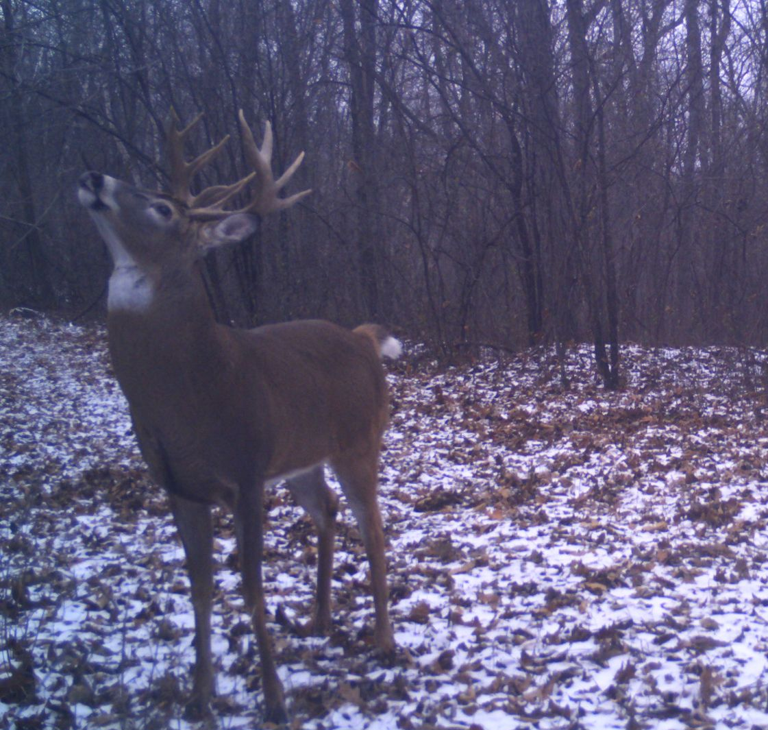 White-tailed deer with large antlers looking upwards in a snowy forest clearing.