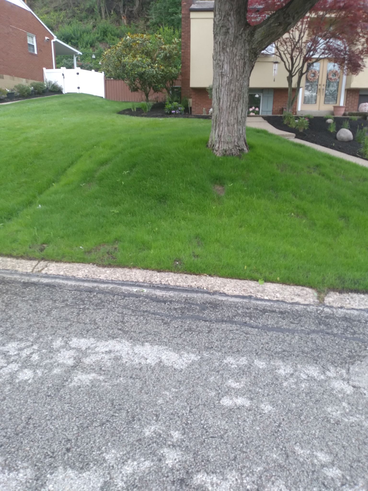 Green grass lawn next to asphalt road, with a tree and a building in the background.