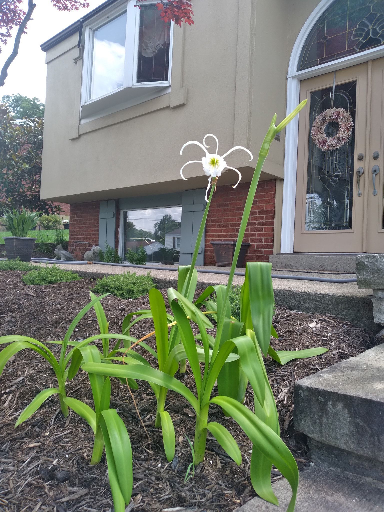 White spider lily blooms in a garden bed near a house's entrance.
