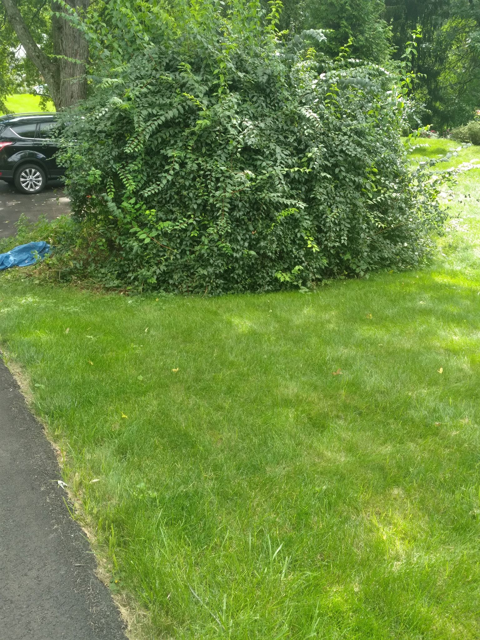 Green bush on a lawn next to a driveway and a parked car.