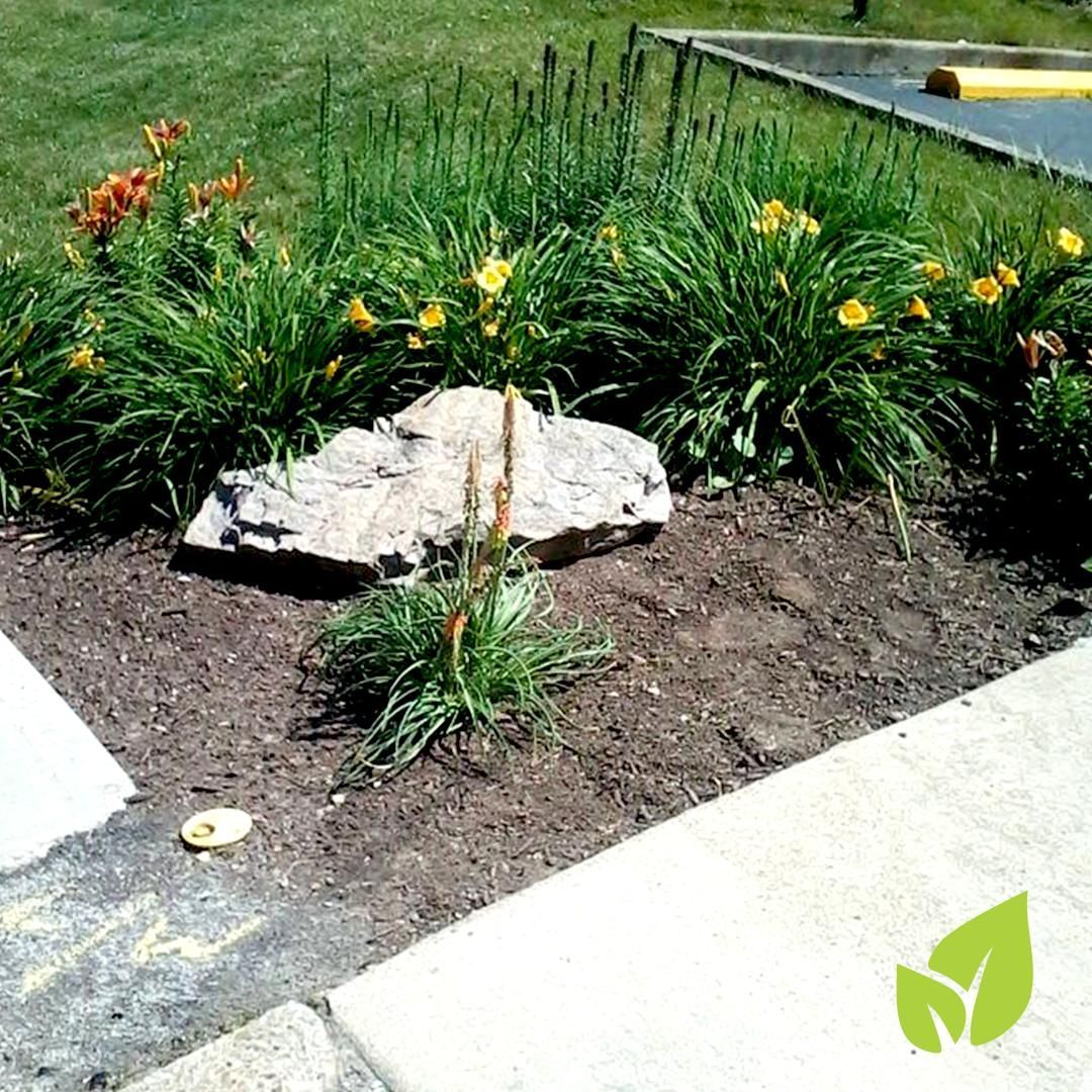 Flower bed with orange and yellow daylilies, a large rock, and green grass.