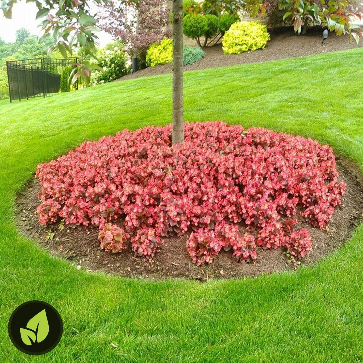 Red-leaved plants surround a tree trunk, set in a mulch bed, on a grassy hillside.