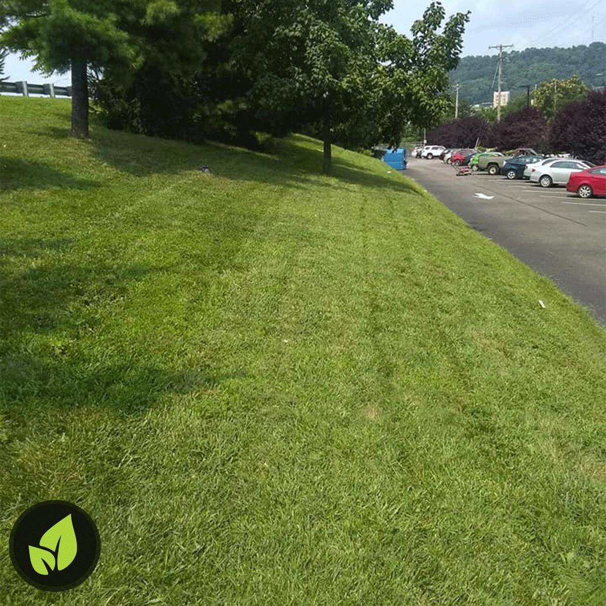 Green grassy slope next to a road and parked cars. Trees provide shade.