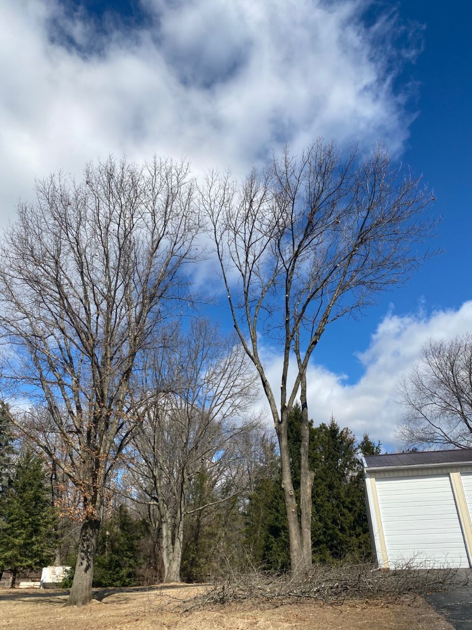 Maxon's Tree Service