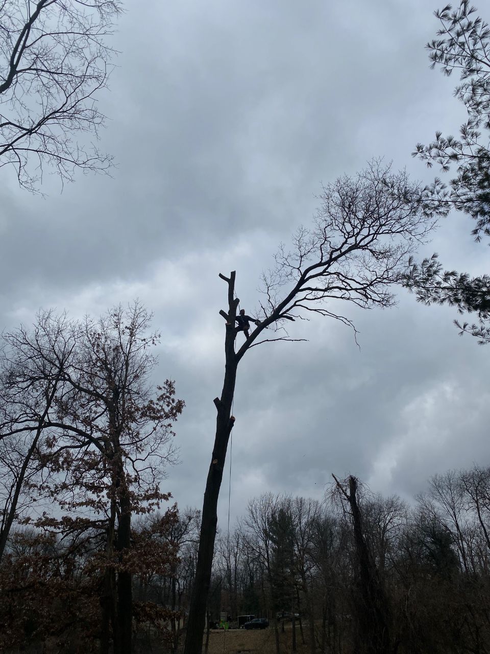 Maxon's Tree Service