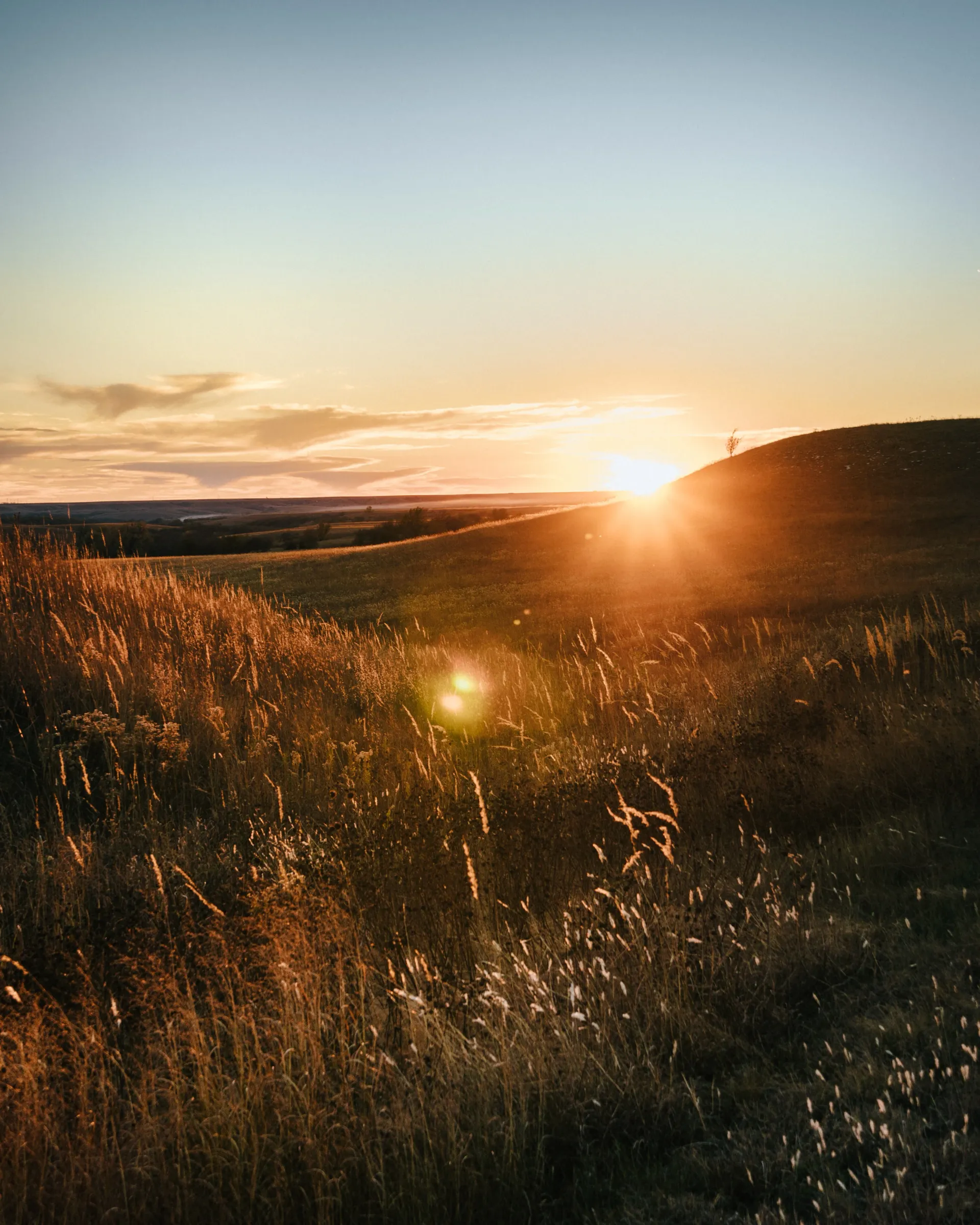 The sun is setting over a field of tall grass.