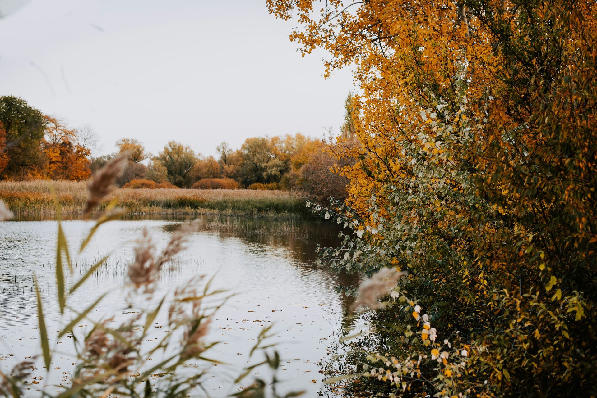 A lake surrounded by trees and grass in the middle of a forest.