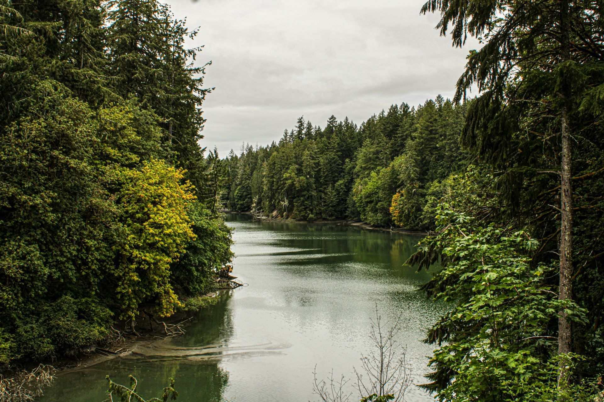 A river surrounded by trees on a cloudy day