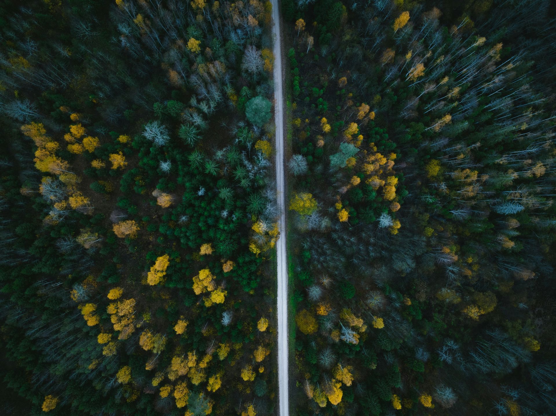 An aerial view of a road going through a forest.