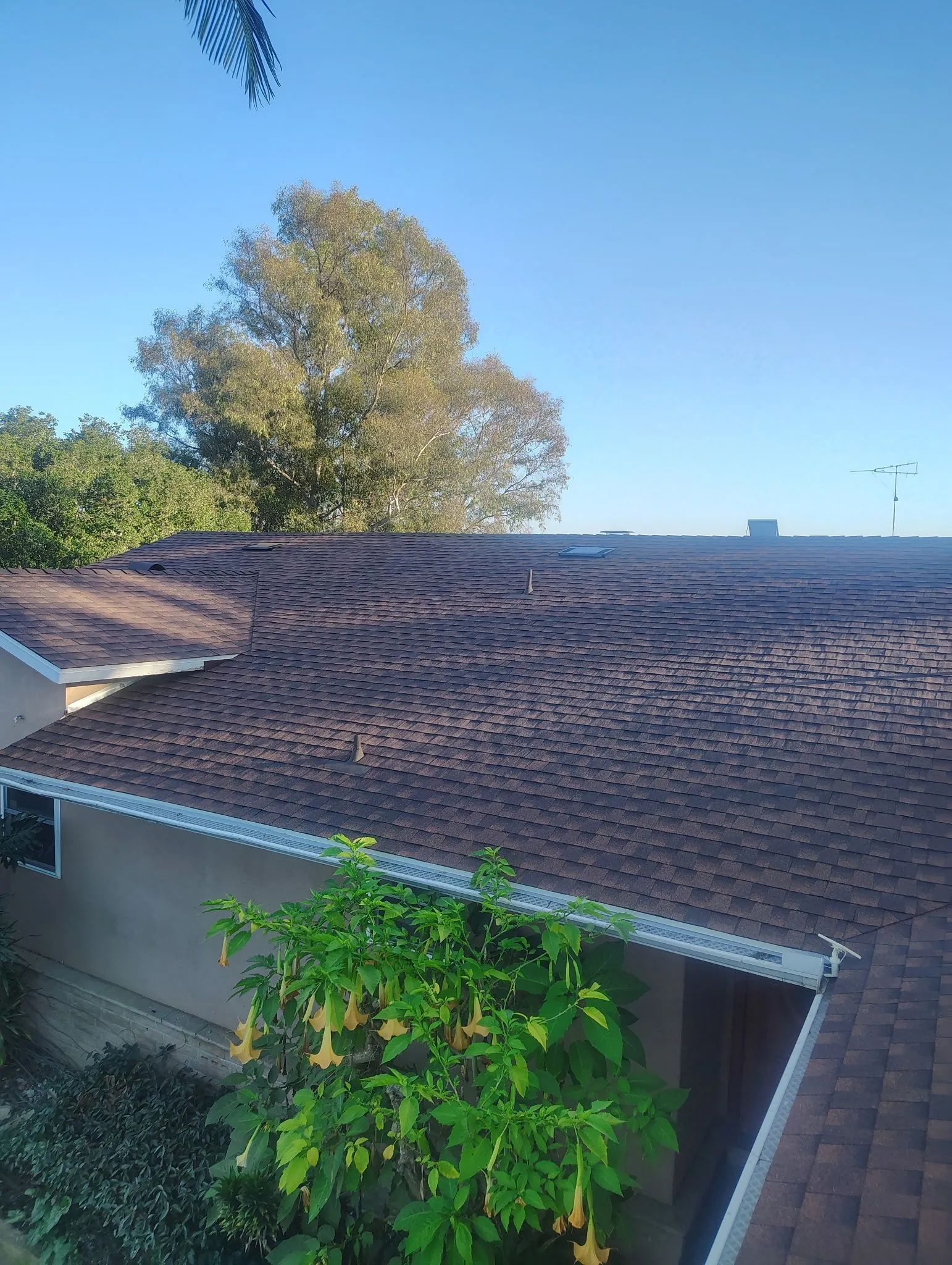 Curved brown shingle roof with a green tree in front under a clear blue sky
