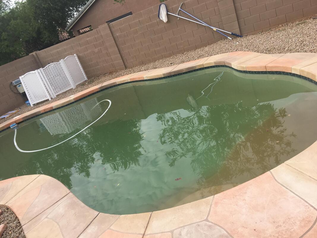 a before picture of a green and dirty pool in chandler arizona