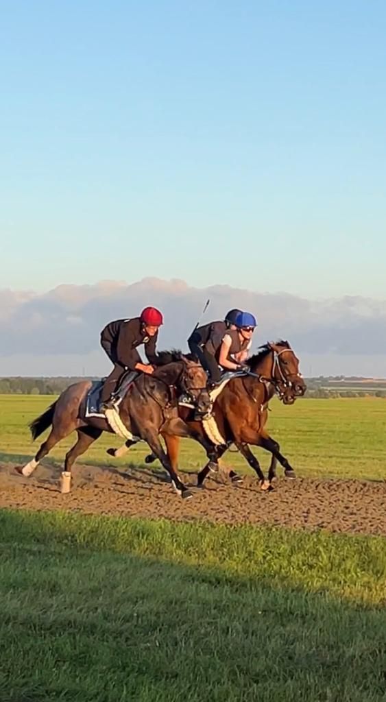 three horses galloping