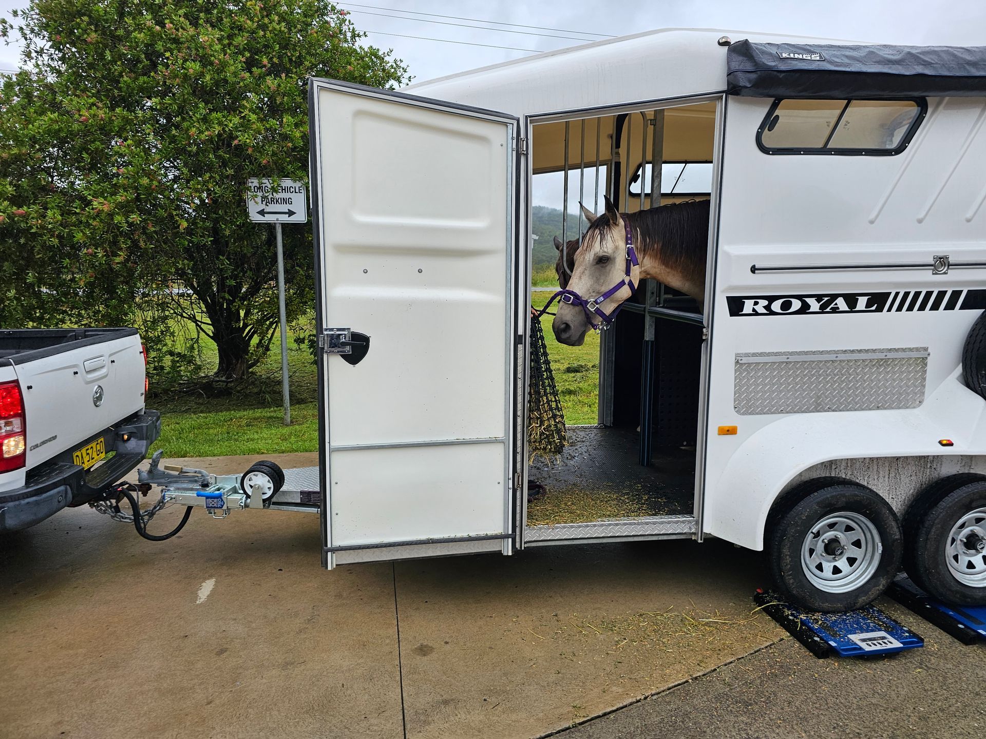 Two Horses Are in A Trailer that Says Attention Horses — A Weigh In - Mobile Weighing Solutions in Noraville, NSW