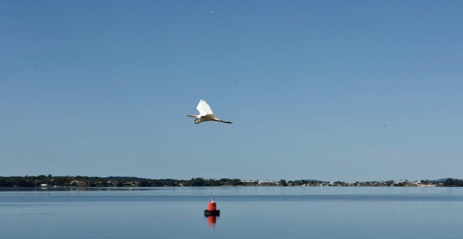 A Bird Is Flying Over a Body of Water — A Weigh In - Mobile Weighing Solutions in Wyong, NSW