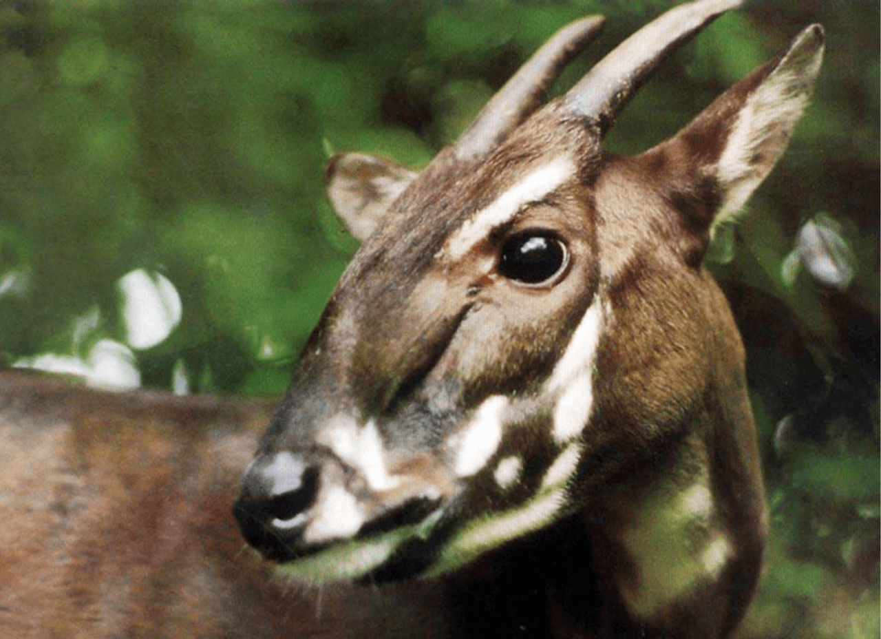 Un gros plan d'un saola