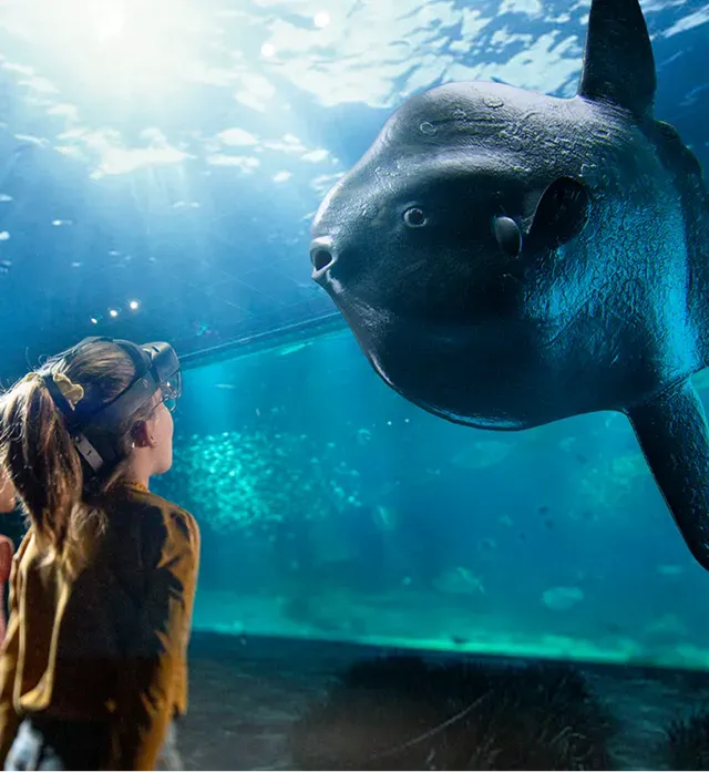 poisson_lune_nausicaa_Saola_Studio