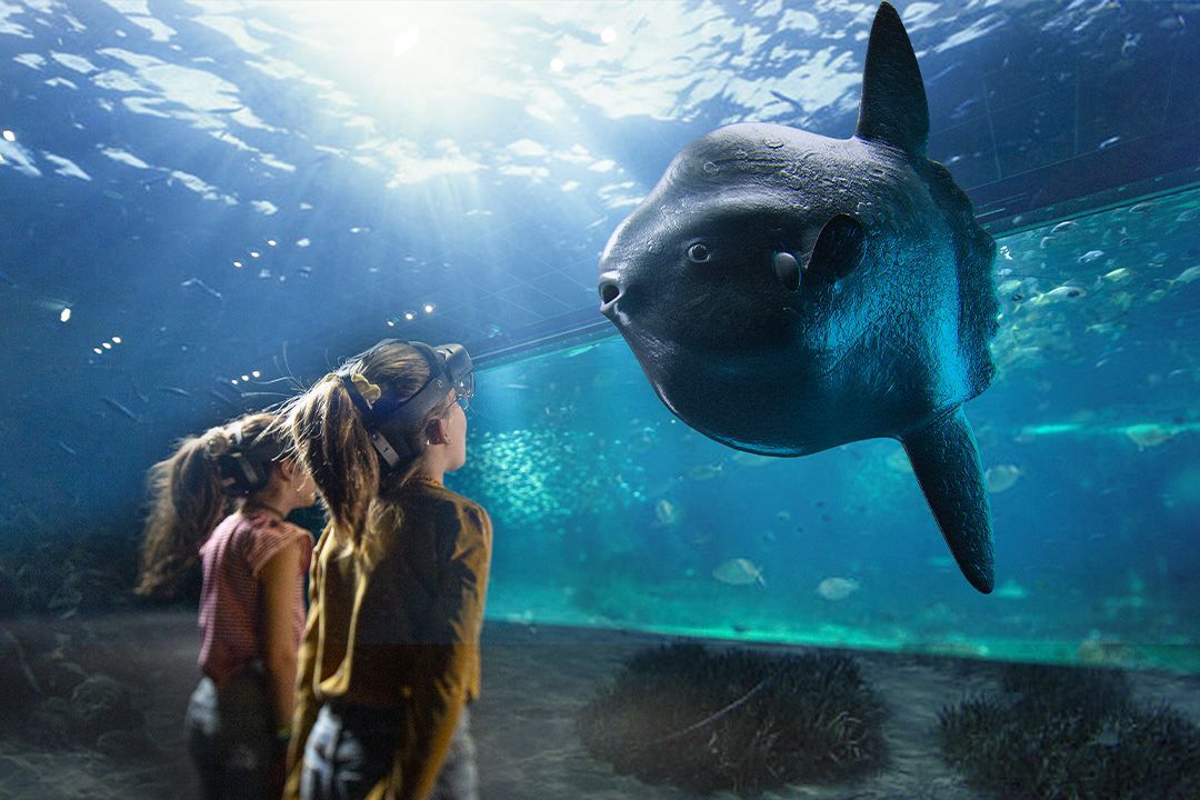 Grand Large, les géants de la haute mer © Nausicaa - SAOLA Studio