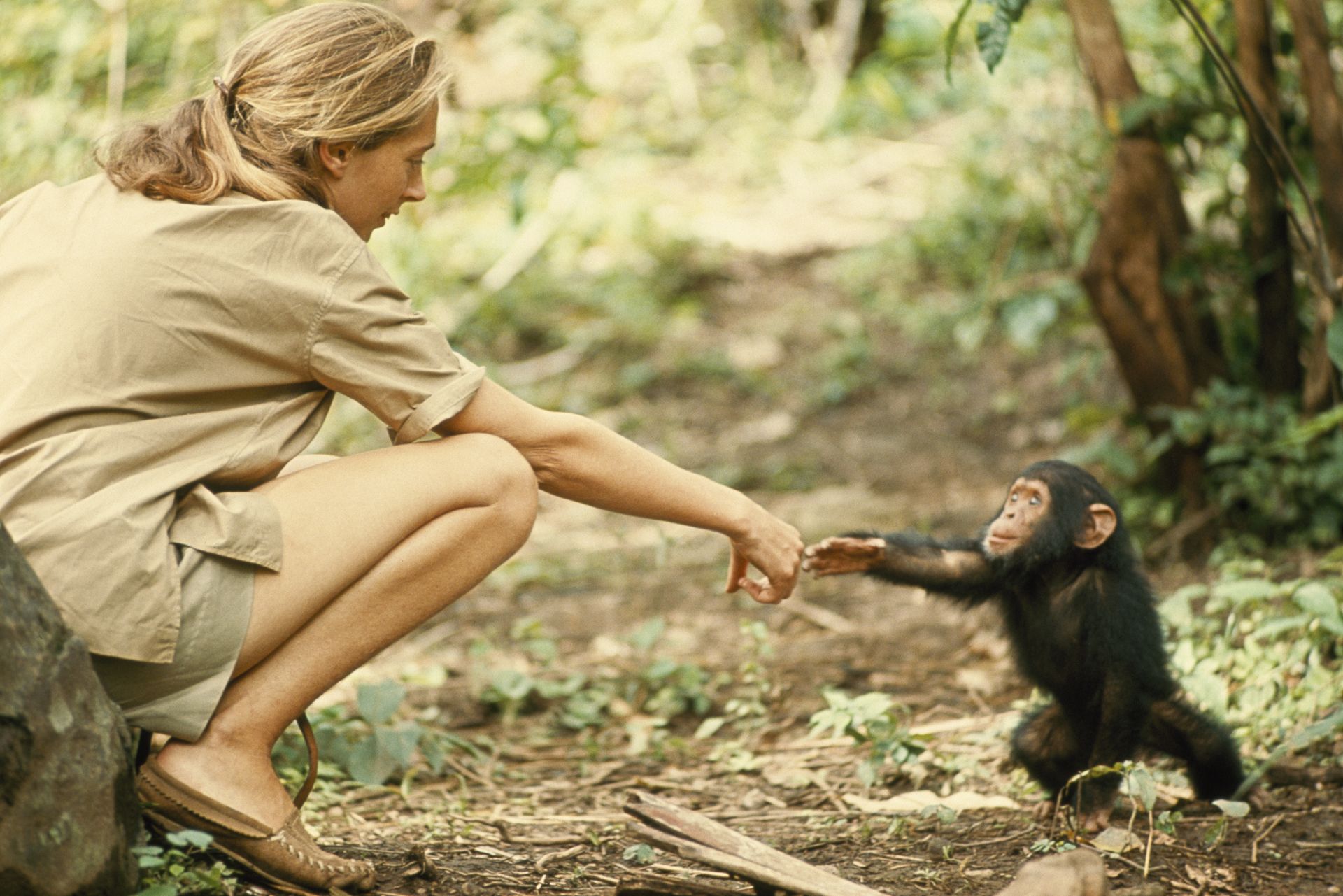 Dr Jane Goodall