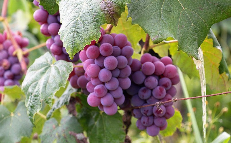 Un grappolo d'uva viola appeso a una vite.