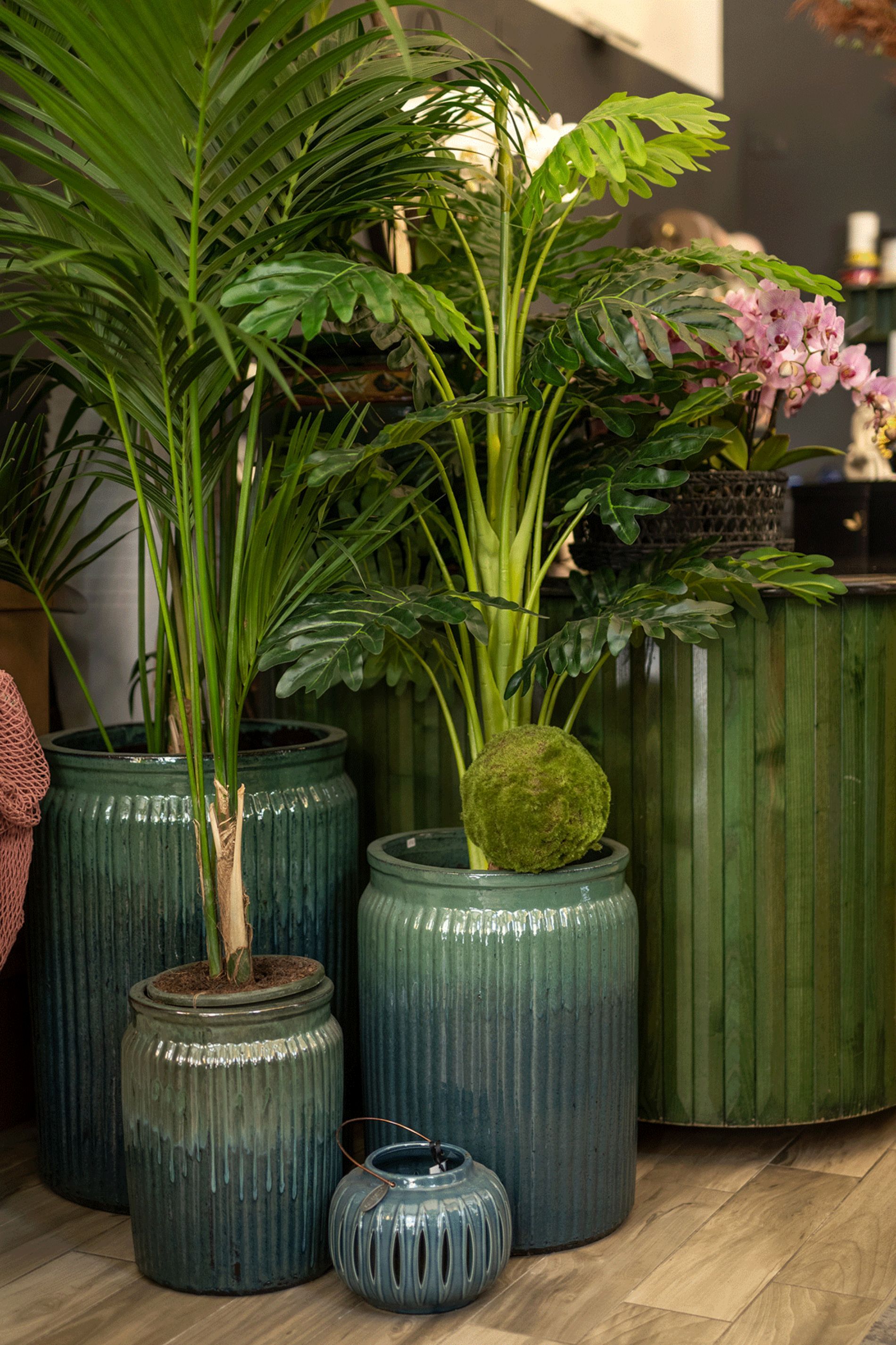 piante decorative da interni