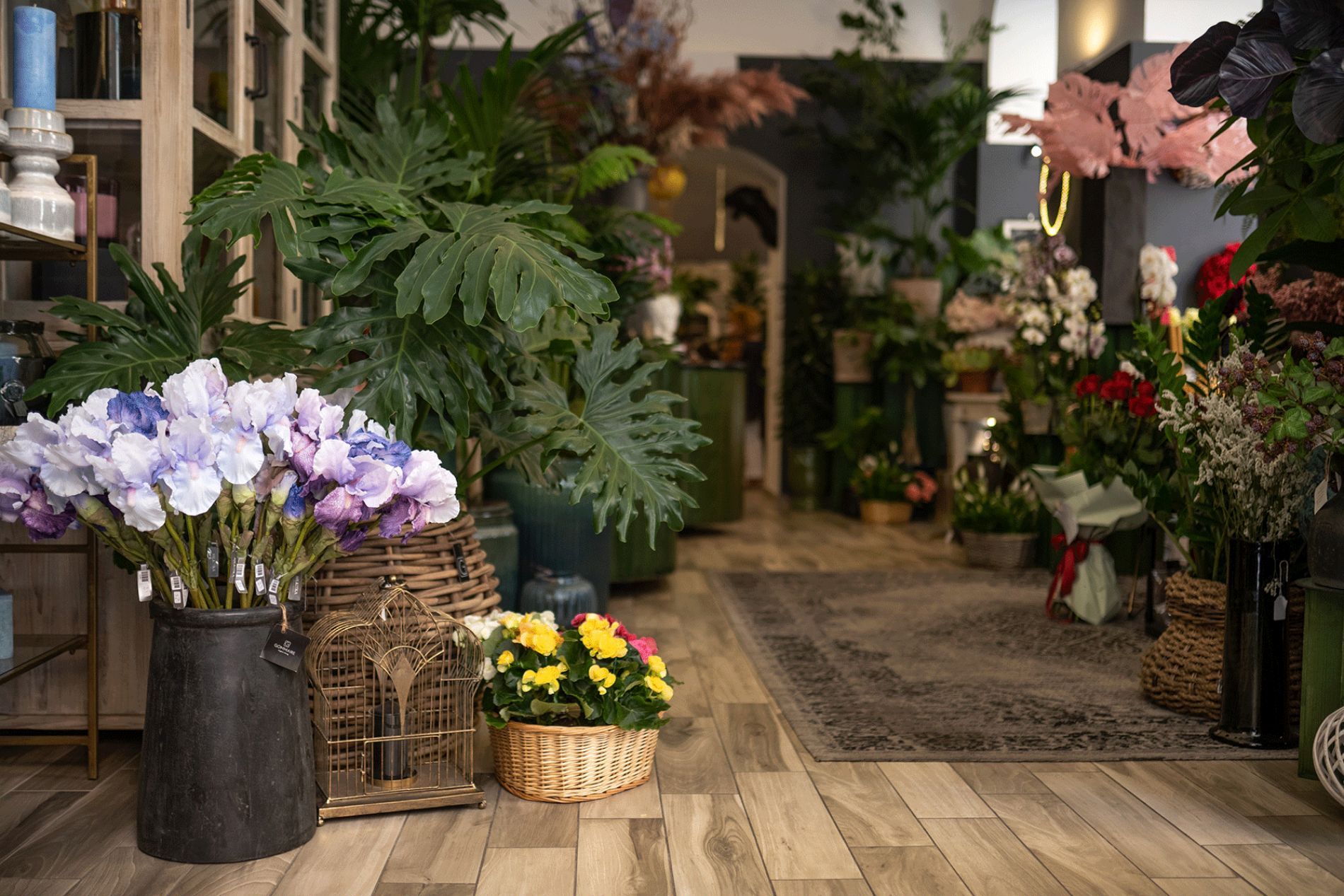 piante interne ornamentali Rischi La Spezia