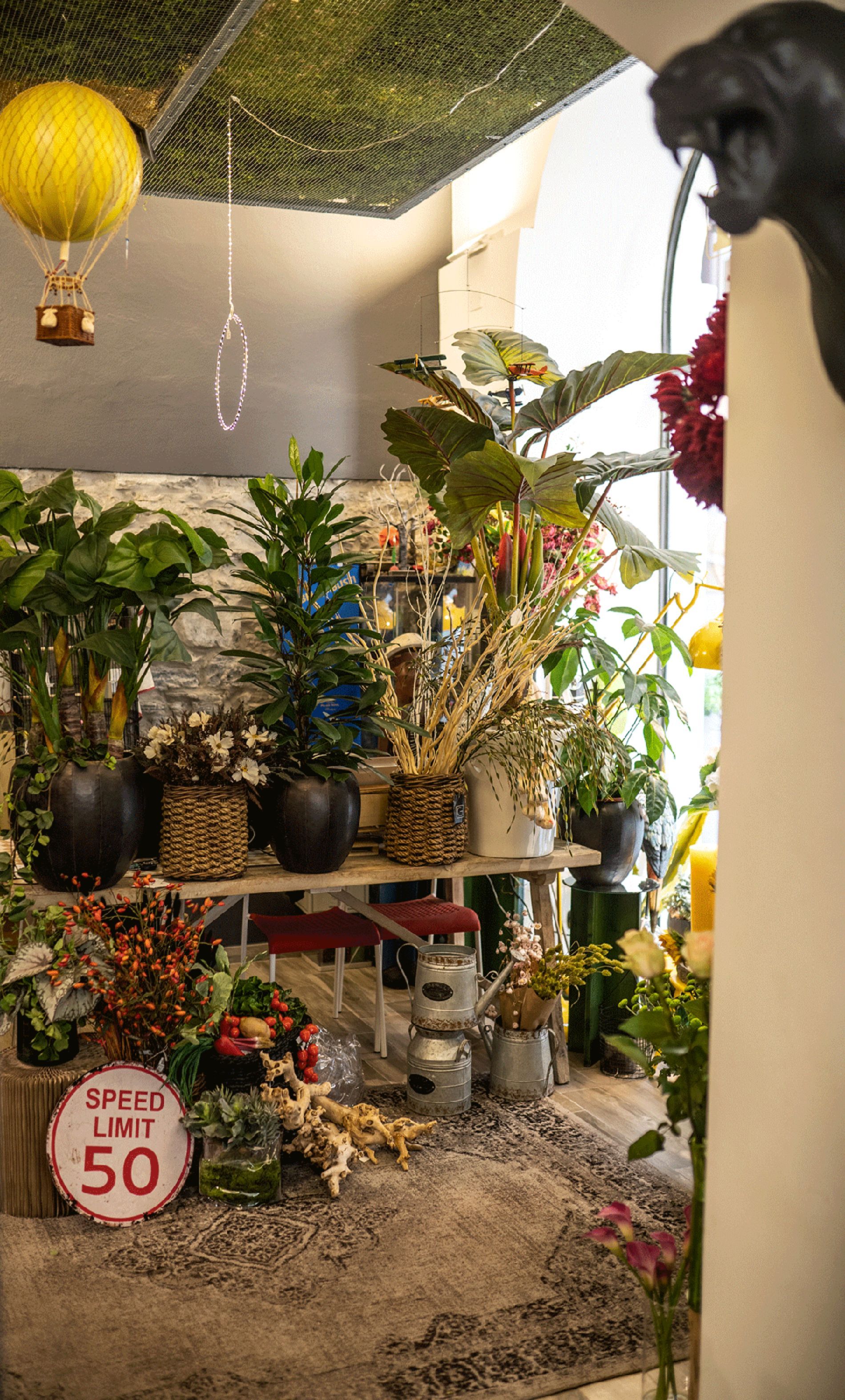 piante per interni Rischi La Spezia