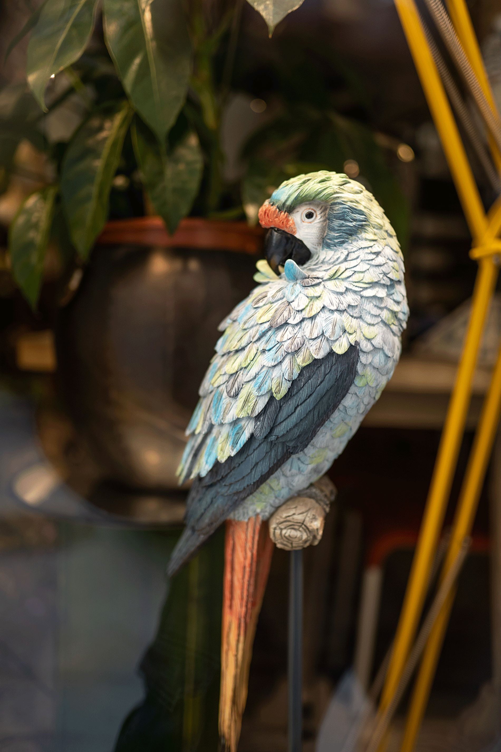 uccello ornamentale da interno