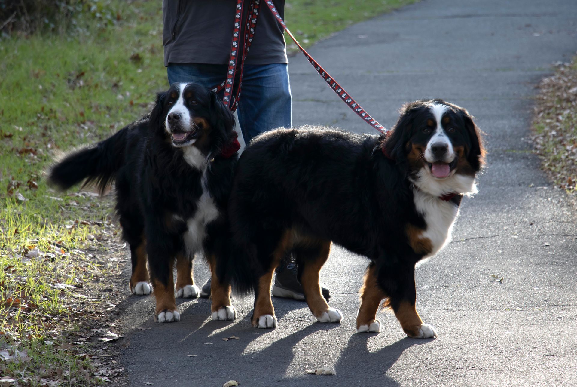 a person is walking two dogs on a leash on a path