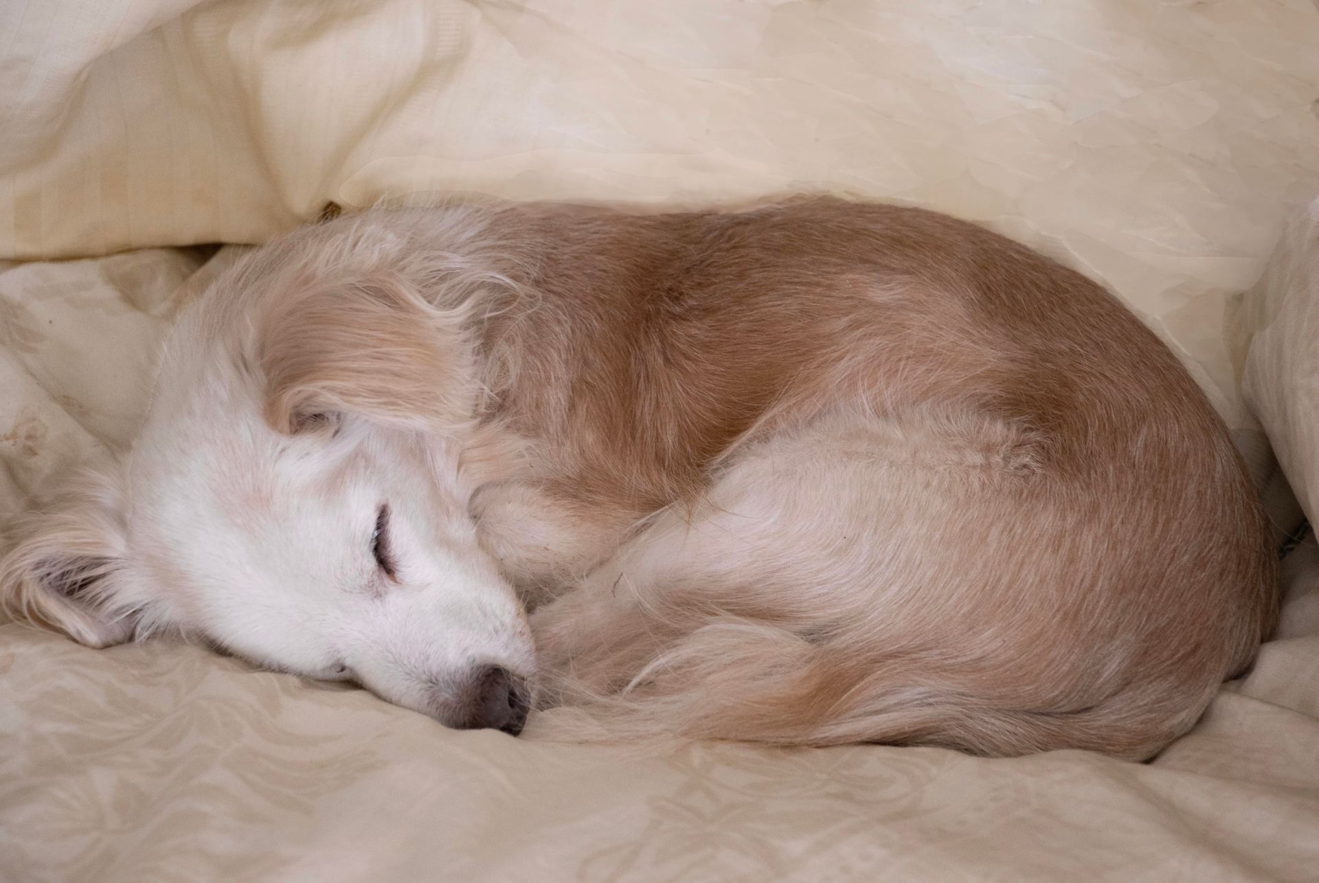An older dog is sleeping on a bed under a blanket.