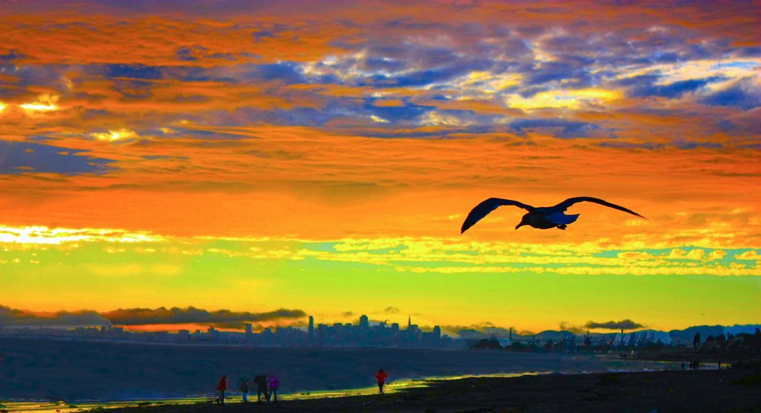 a seagull is flying over the ocean at sunset .