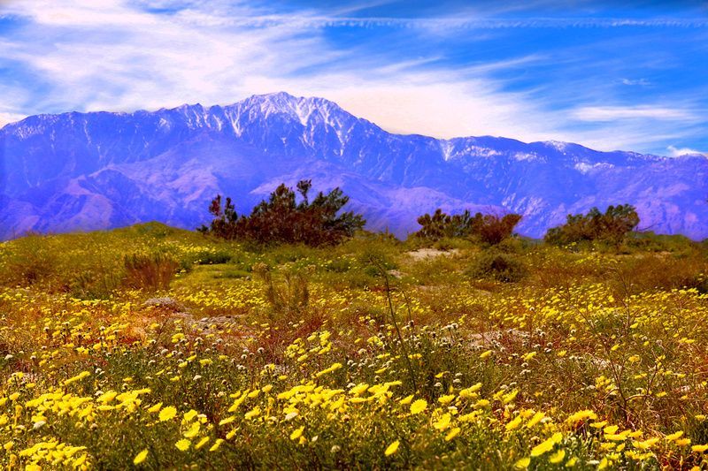 a field of yellow flowers with mountains in the background