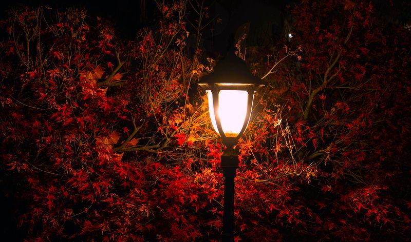 a street light is lit up in front of a tree with red leaves at night .