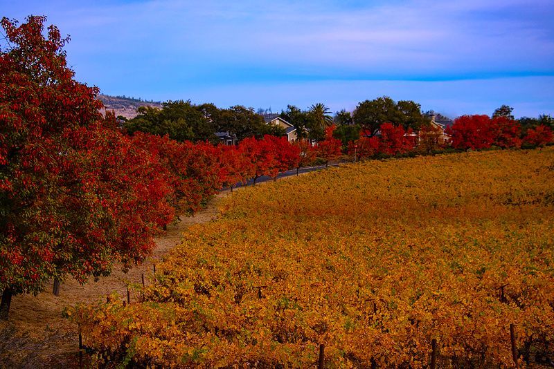 a field of trees with red leaves in the fall