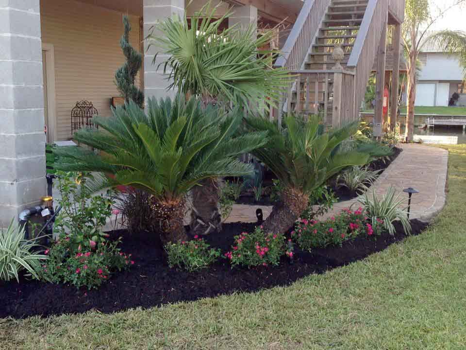 Beautiful black earth landscaping with palm trees and plants