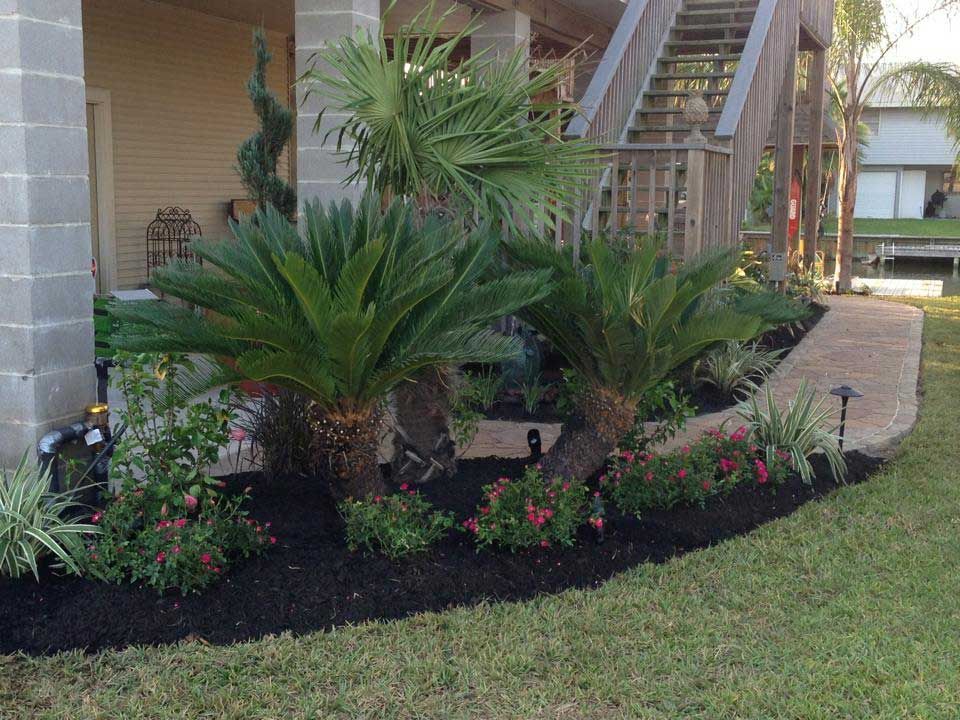 Beautiful black earth landscaping with palm trees and plants