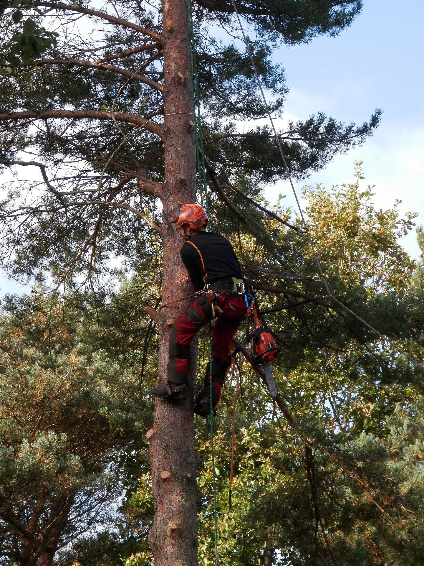 tree logger on tree