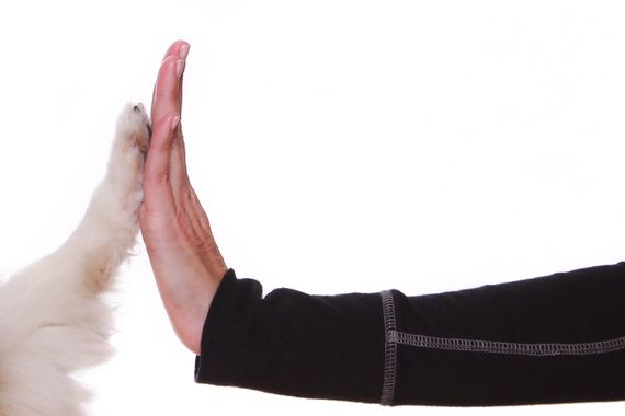 dog paw and human hand giving high five