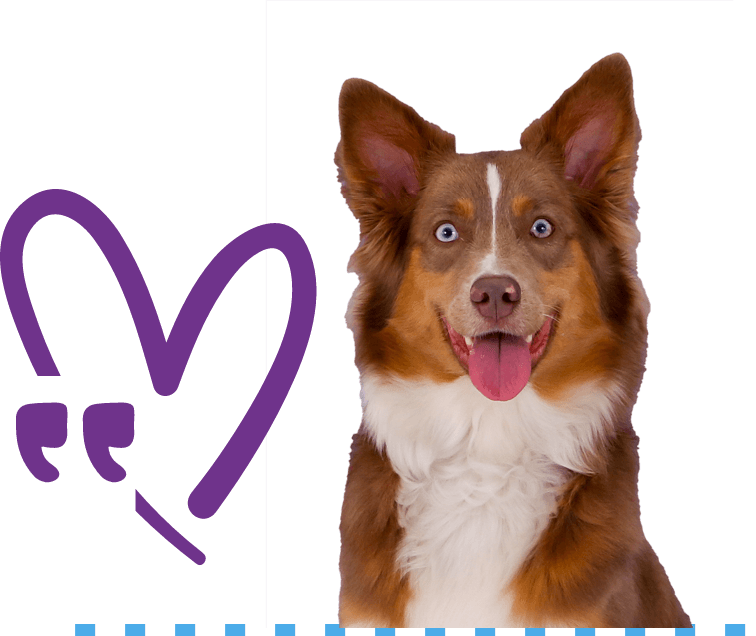 dog with heart icon