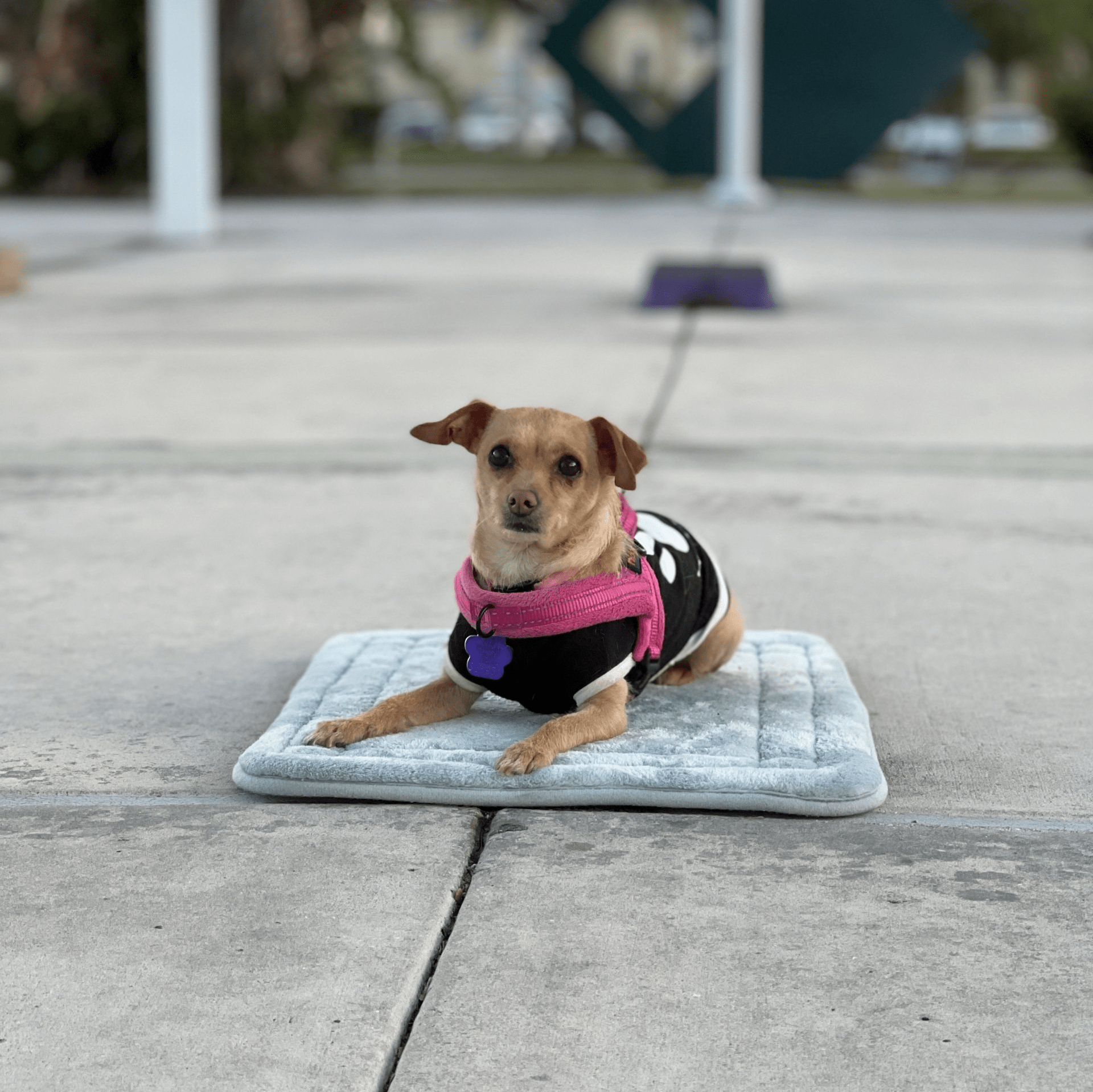 small dog laying on a dog bed