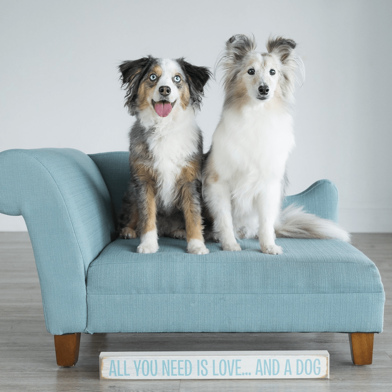 two dogs posing on couch