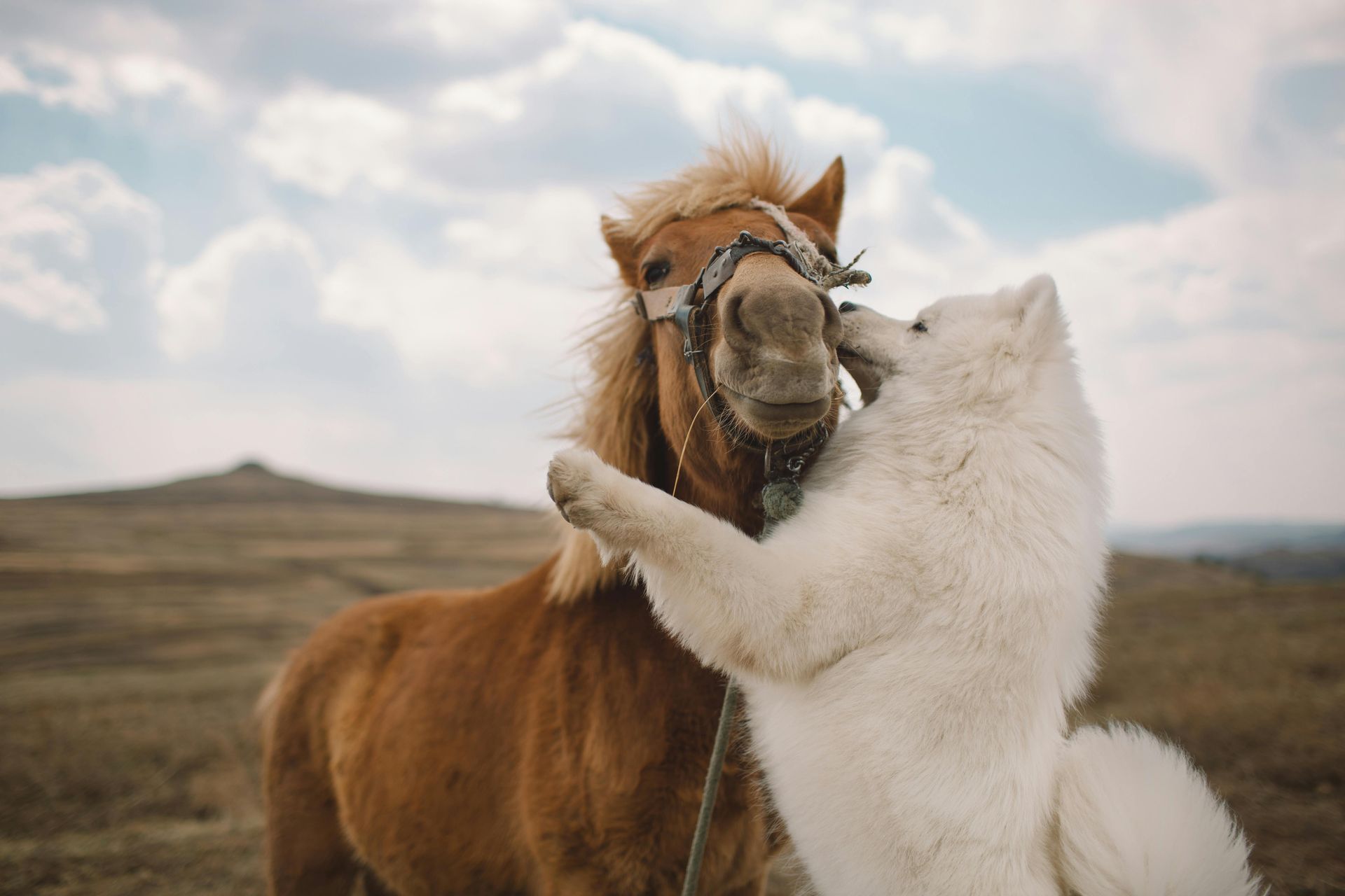 A fluffy white dog playfully nuzzles a brown pony's face in an outdoor setting. The pony wears a halter.