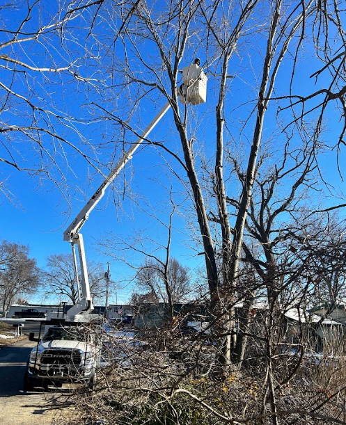 Tree trimming: A truck with an aerial lift reaches into a bare tree on a sunny day.