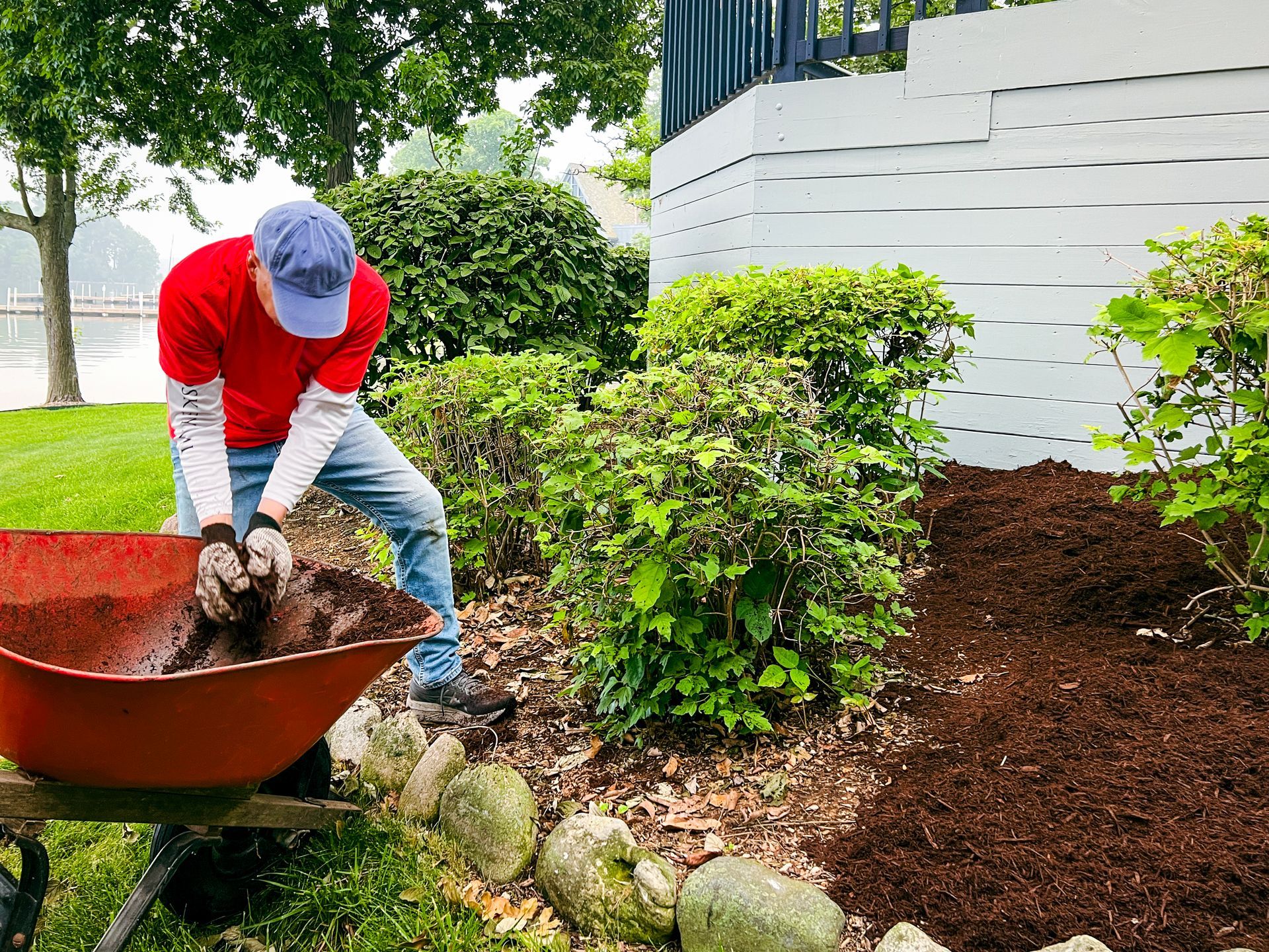 Person mulches garden bed with wheelbarrow in front of white wall and green bushes.