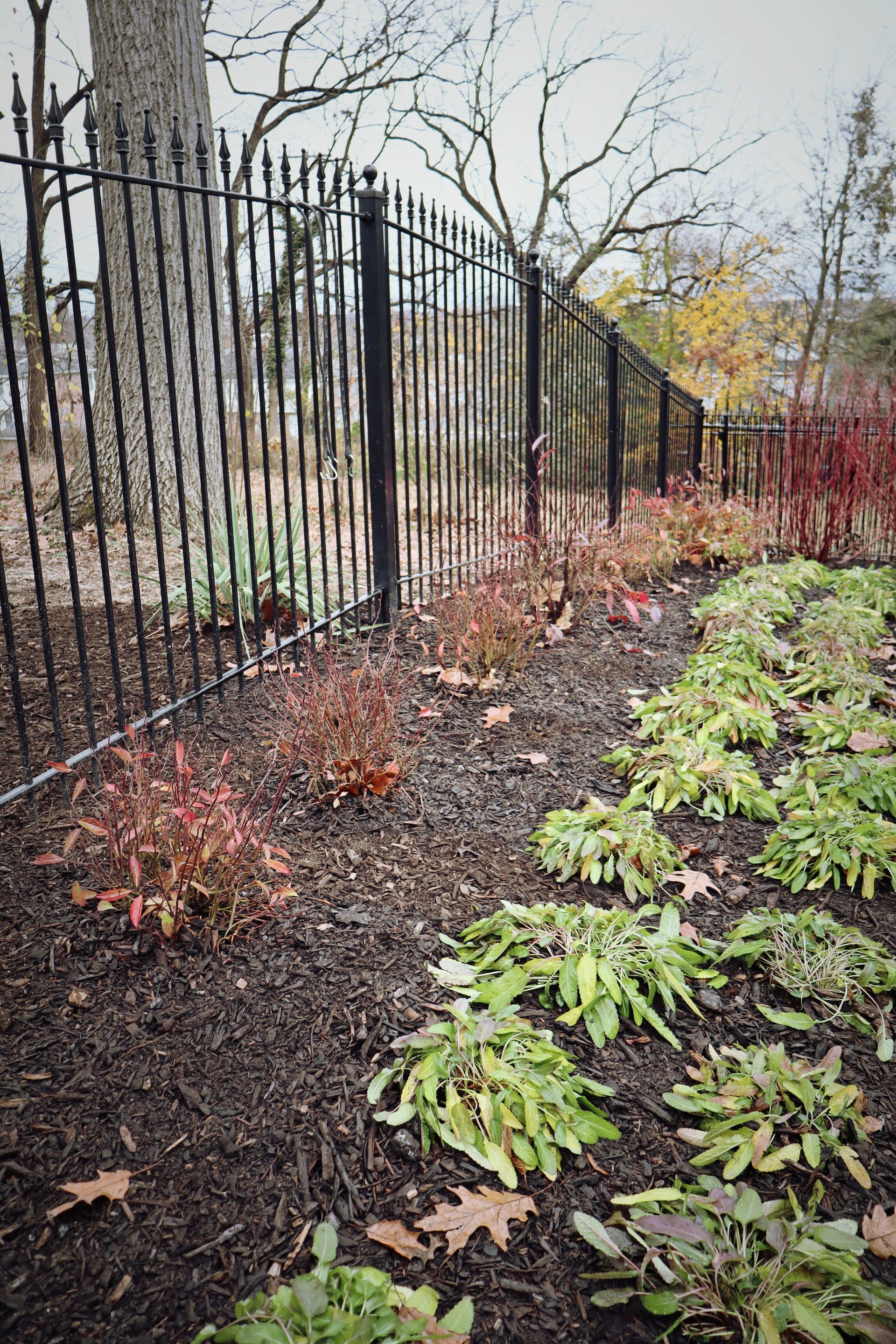 Black metal fence borders a garden bed with plants of green, red, and brown against a backdrop of trees. Black metal fence borders a garden bed with plants of green, red, and brown against a backdrop of trees.