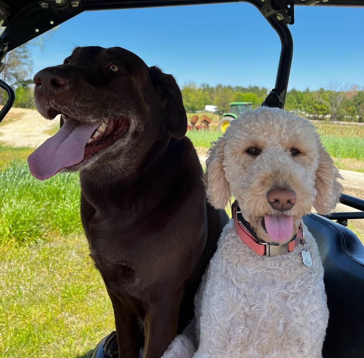 A brown dog and a white dog are sitting in a vehicle