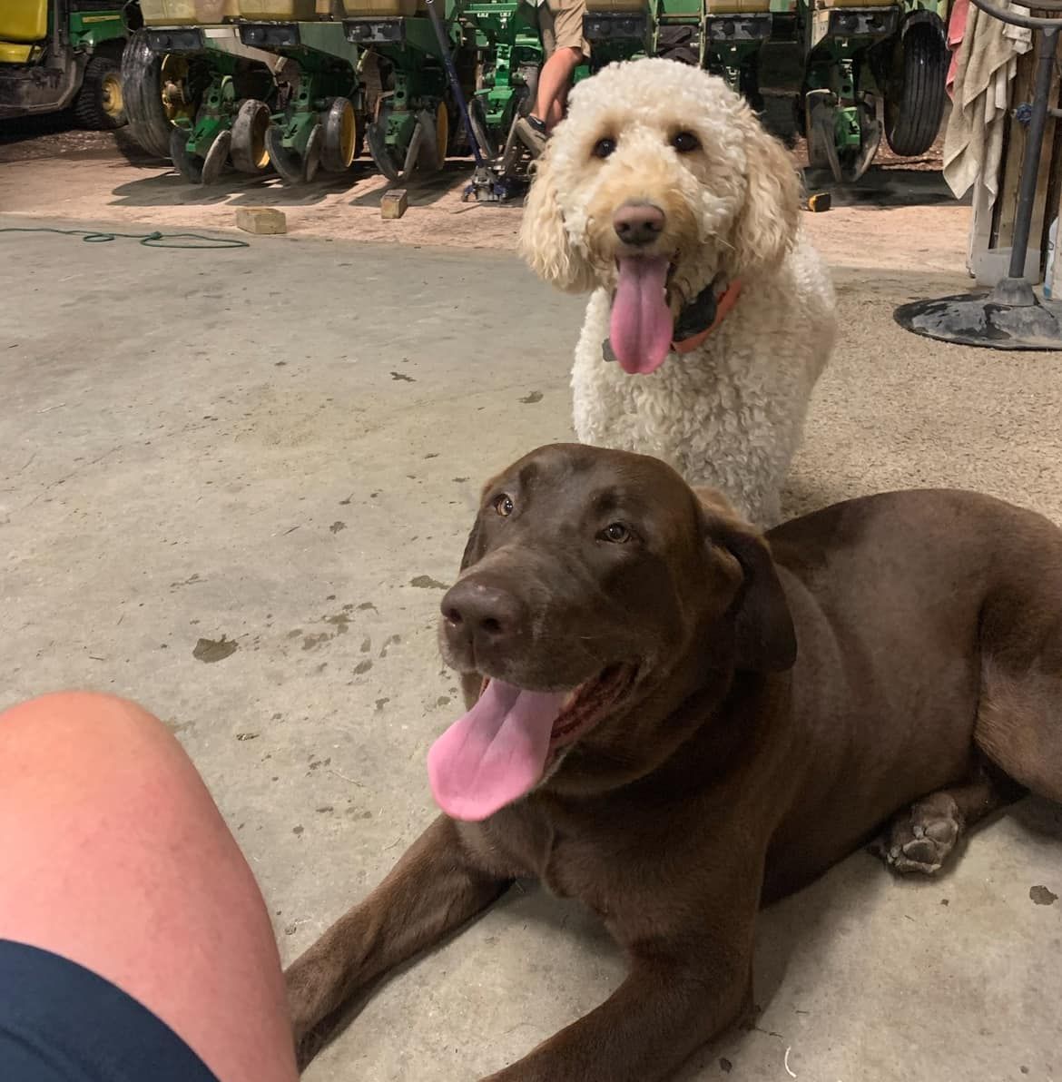 A brown dog is laying next to a white dog
